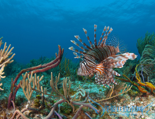 毛里求斯旅游景点推荐