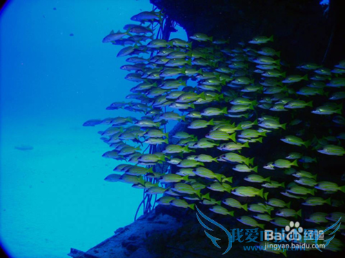 毛里求斯旅游景点推荐