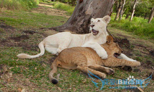 毛里求斯旅游景点推荐