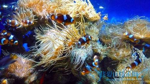 香港海洋公园 旅游攻略