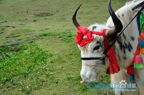 青海有哪些好玩的景点