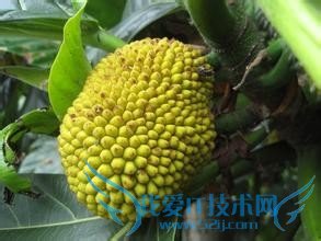 塞班岛旅游全攻略