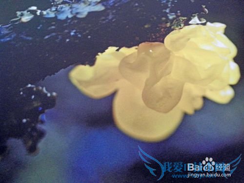 丽江旅游住吃玩完全攻略