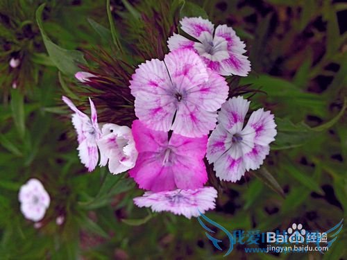 丽江旅游住吃玩完全攻略