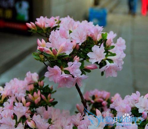 Õã½Ê¡Î÷ÌÁ¹ÅÕòÂÃÓι¥ÂÔ´óÈ«