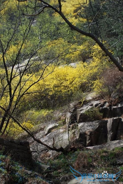 最值得参考的泰山旅游攻略