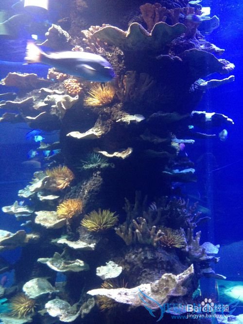 去青岛旅游的攻略