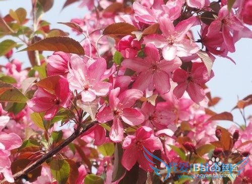 云南春季旅游之赏花攻略