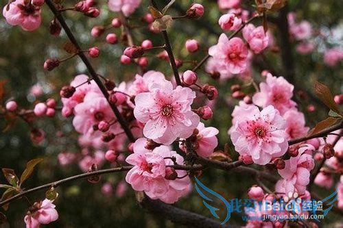 云南春季旅游之赏花攻略