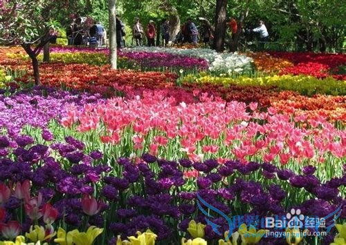 云南春季旅游之赏花攻略