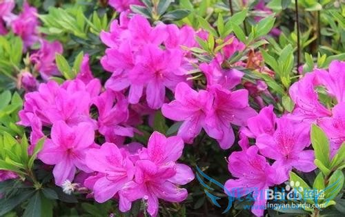 云南春季旅游之赏花攻略