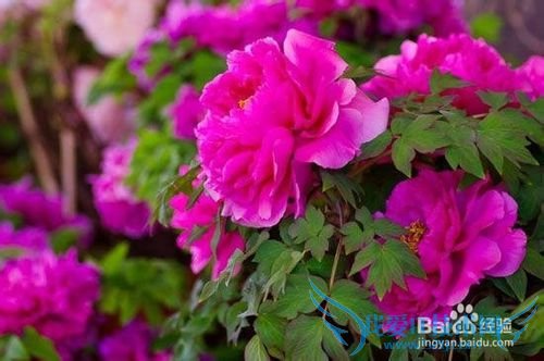 云南春季旅游之赏花攻略