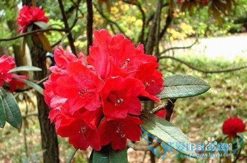 云南春季旅游之赏花攻略