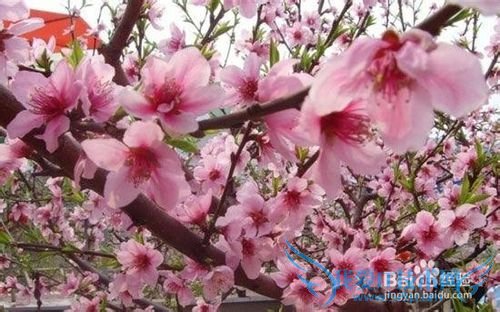 云南春季旅游之赏花攻略