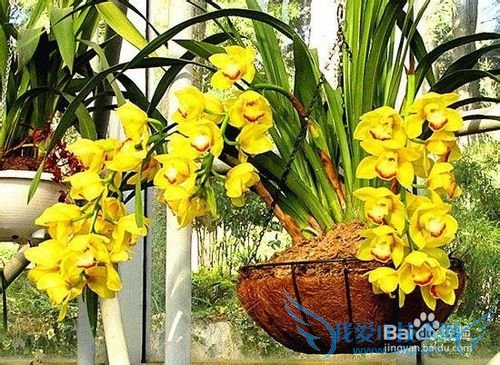 云南春季旅游之赏花攻略