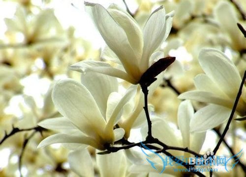 云南春季旅游之赏花攻略