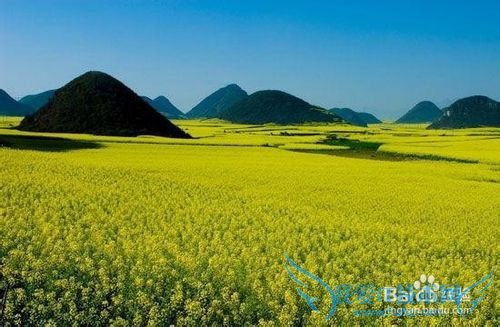 云南春季旅游之赏花攻略