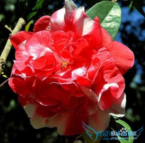 云南春季旅游之赏花攻略