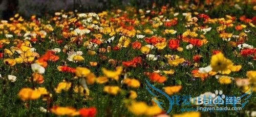 云南春季旅游之赏花攻略