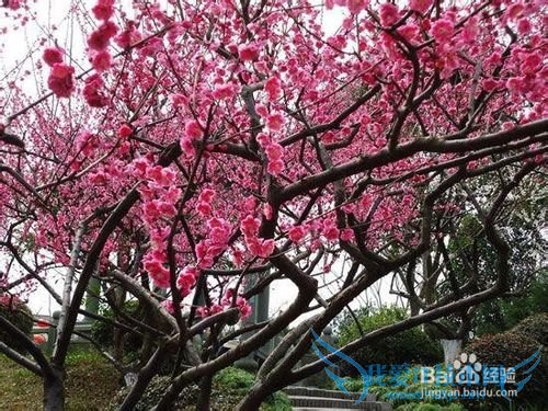 云南春季旅游之赏花攻略