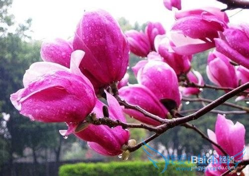 云南春季旅游之赏花攻略