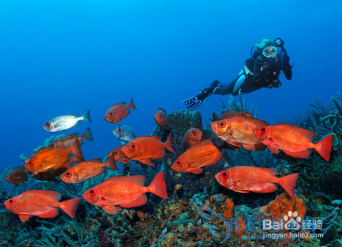 三亚潜水攻略 三亚旅游
