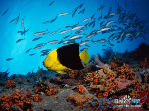 三亚潜水攻略 三亚旅游