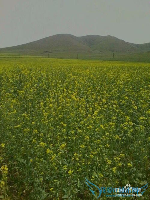 丰宁坝上草原旅游