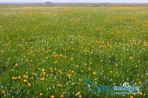 丰宁坝上草原旅游