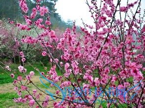 武汉旅游年卡如何激活