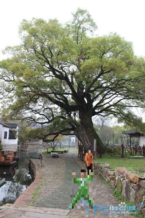 假期旅游之苏州西山明月湾古村