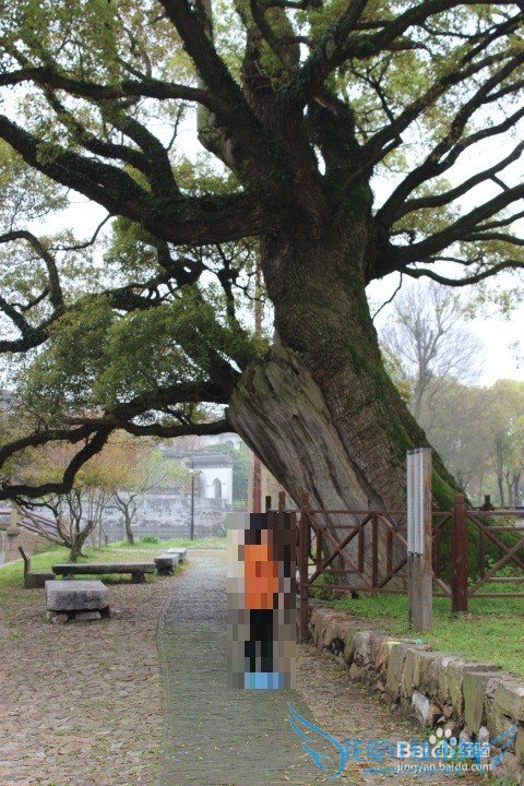假期旅游之苏州西山明月湾古村