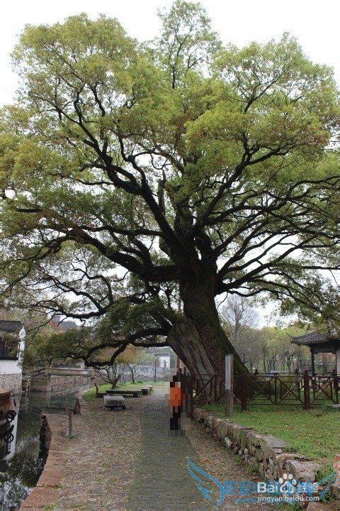 假期旅游之苏州西山明月湾古村