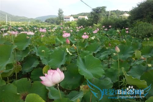 黄陂木兰玫瑰花园旅游攻略