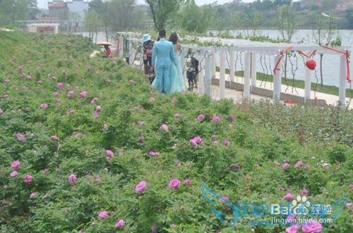黄陂木兰玫瑰花园旅游攻略