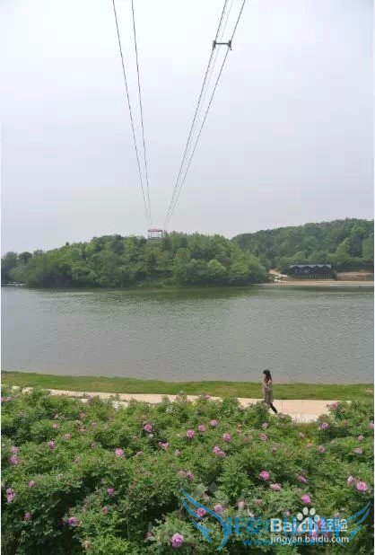 黄陂木兰玫瑰花园旅游攻略