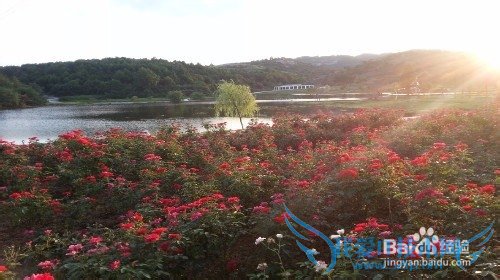 黄陂木兰玫瑰花园旅游攻略