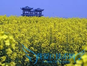关于江苏兴化菜花节旅游本地人的建议