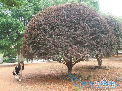 长沙橘子洲旅游