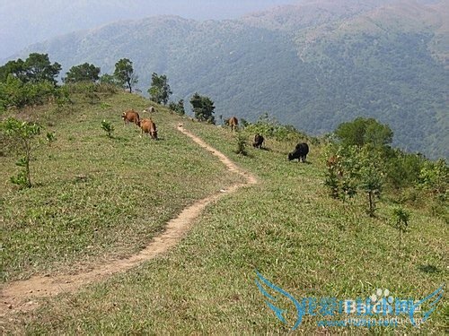 到香港进行一天生态徒步旅游