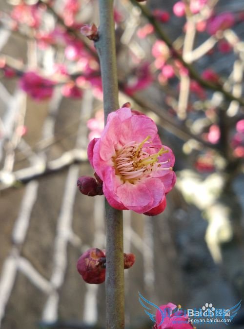 谁说自拍杆只可以自拍