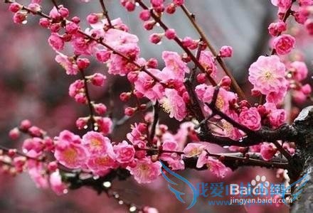 南京赏梅去哪里好