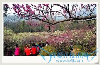 南京赏梅去哪里好