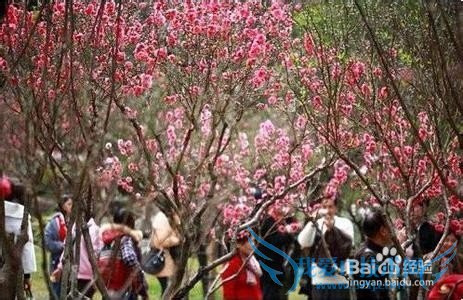 南京赏梅去哪里好