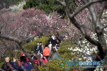 南京赏梅去哪里好