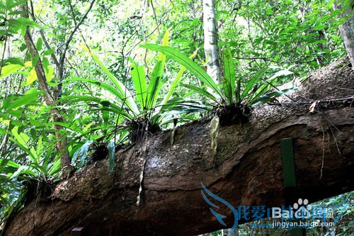 西双版纳旅游攻略