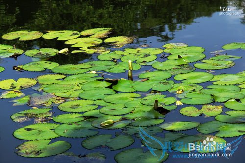 西双版纳旅游攻略