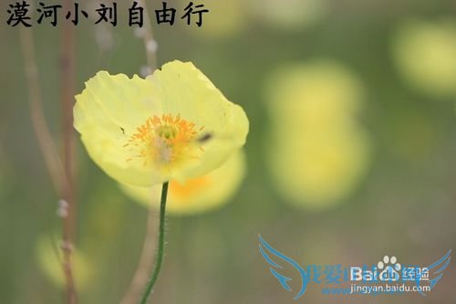 漠河冬夏旅游攻略