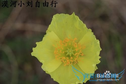 漠河冬夏旅游攻略