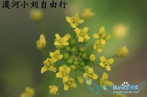 漠河冬夏旅游攻略